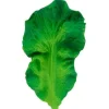 Oli & Carol - Kendall the Kale